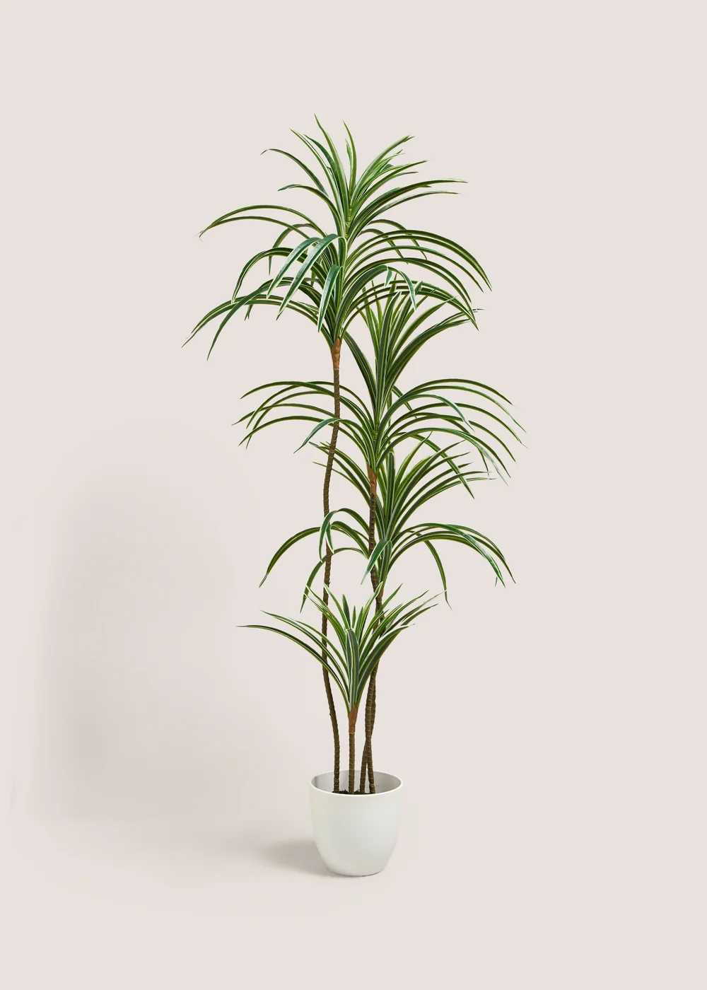 Varigated Yukka Tree Image 1