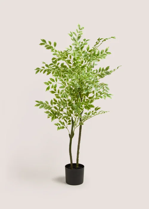Elm Tree Image 1