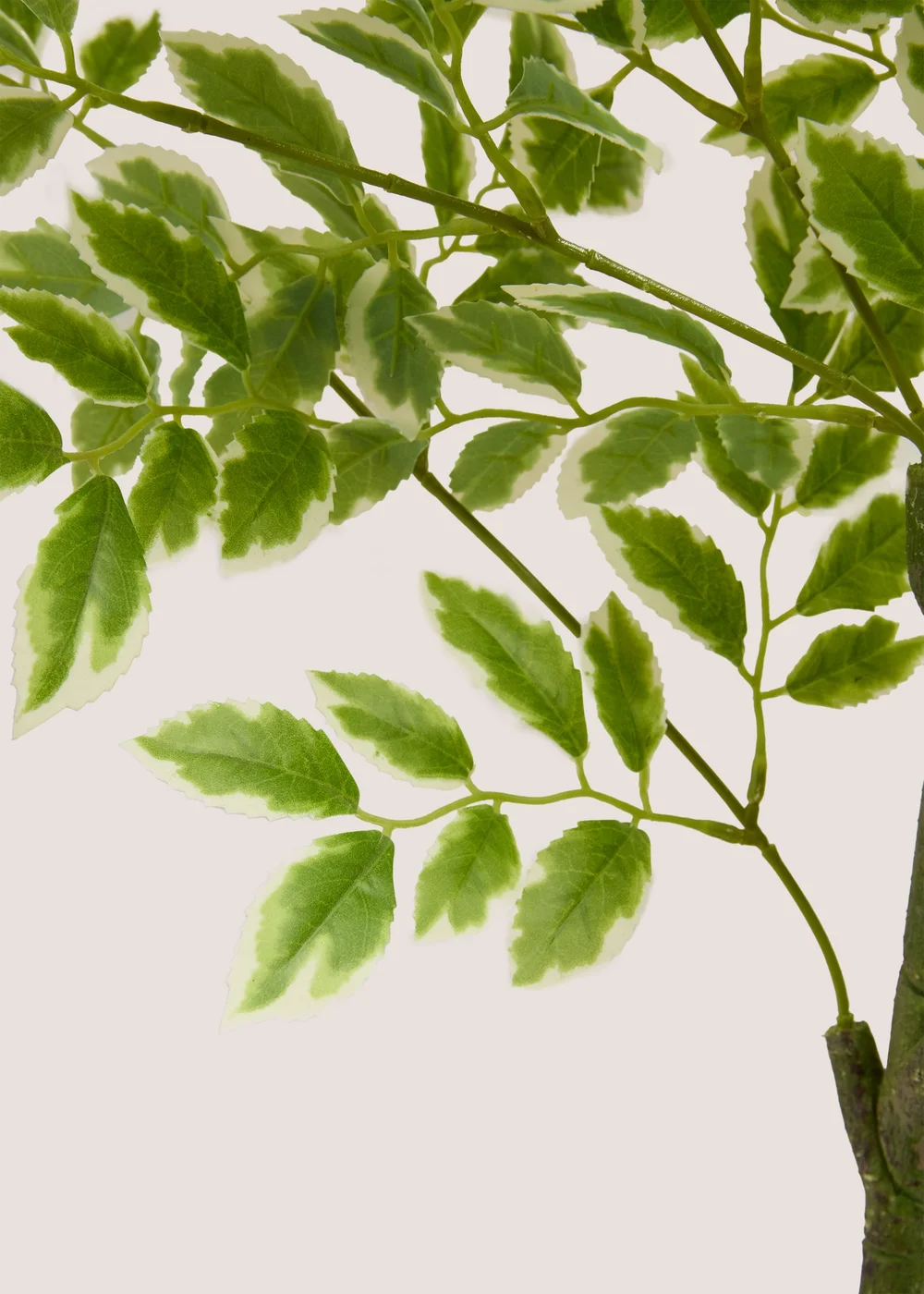 Elm Tree Image 2
