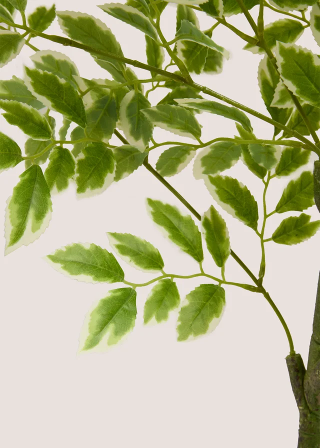 Elm Tree