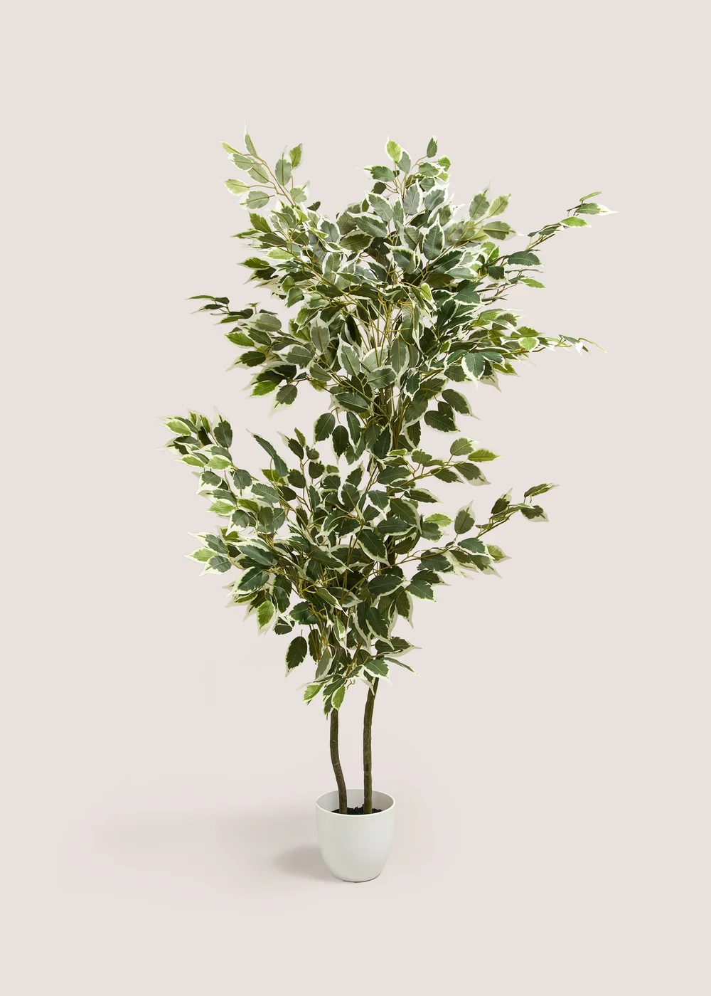 Fiscus Tree Image 1
