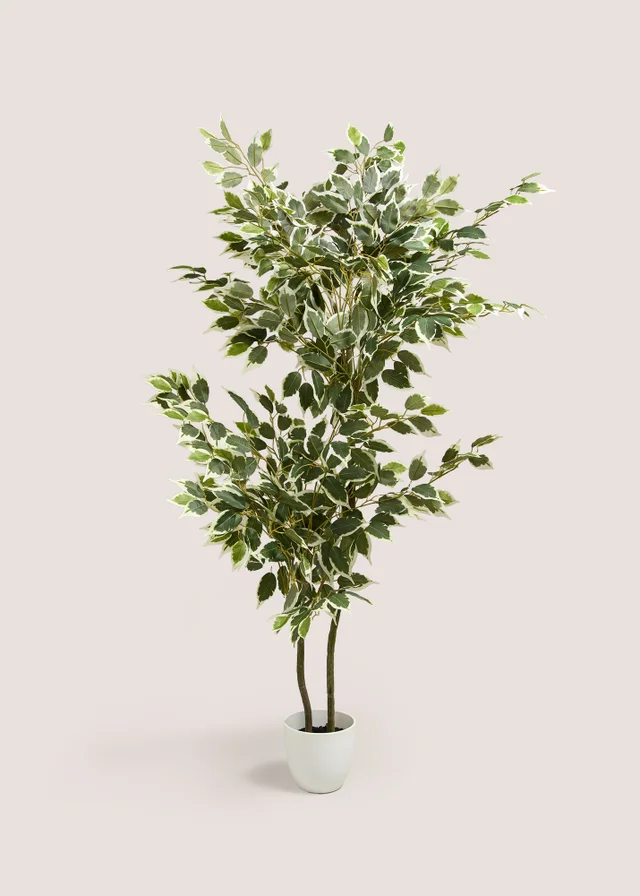 Fiscus Tree