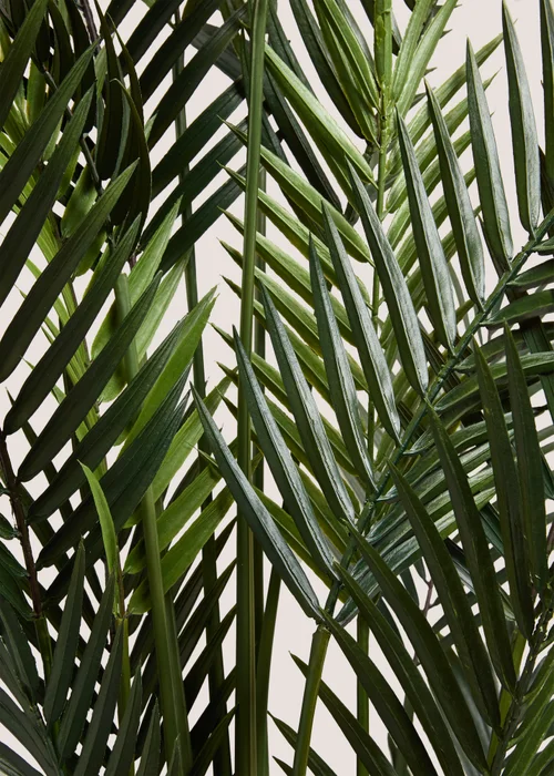 Dark Palm Tree Image 2