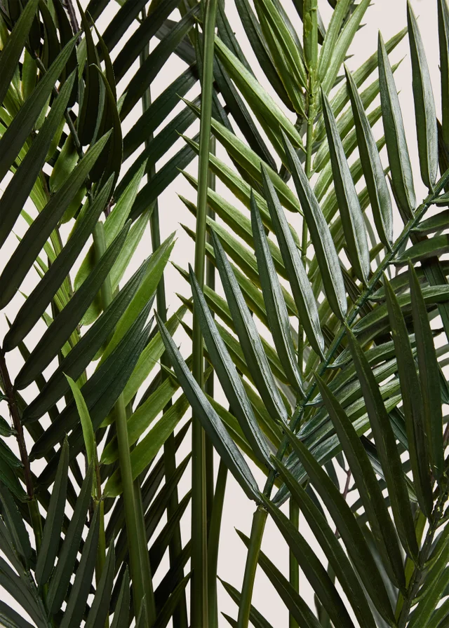 Dark Palm Tree