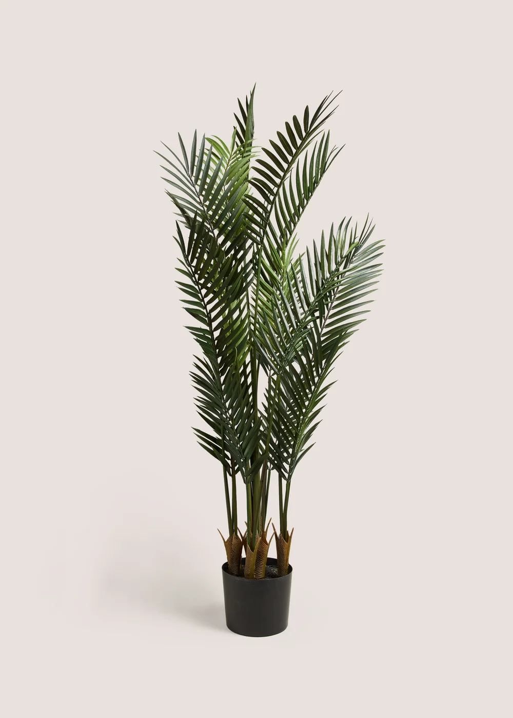 Dark Palm Tree Image 1
