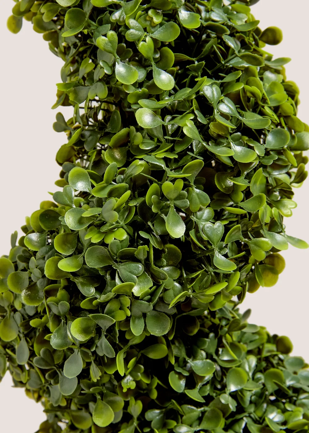 Spiral Topiary Image 2