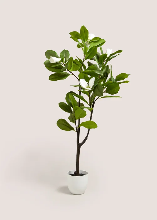 White Magnolia Tree Image 1