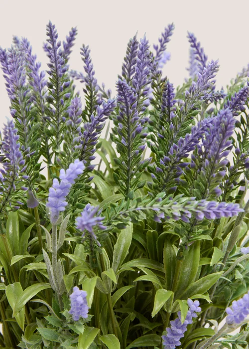 Lavender In Metal Pot Image 2