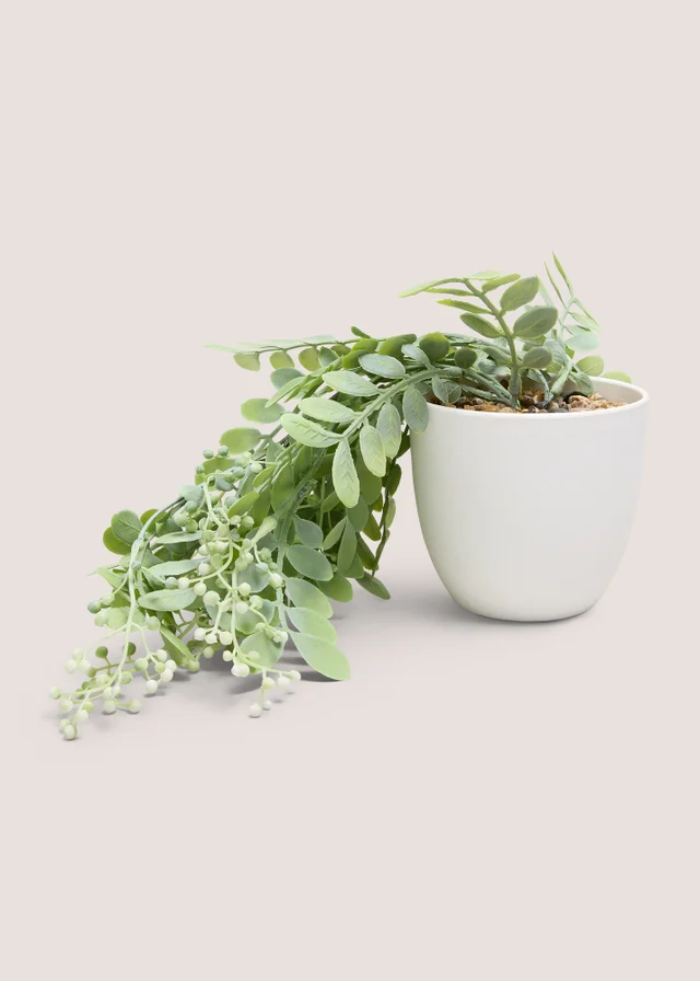 Trailing Plant In White Pot