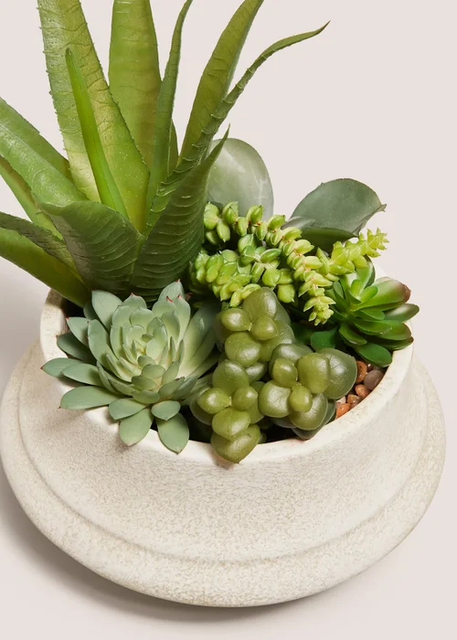 Agave In Cream Squat Pot Image 2