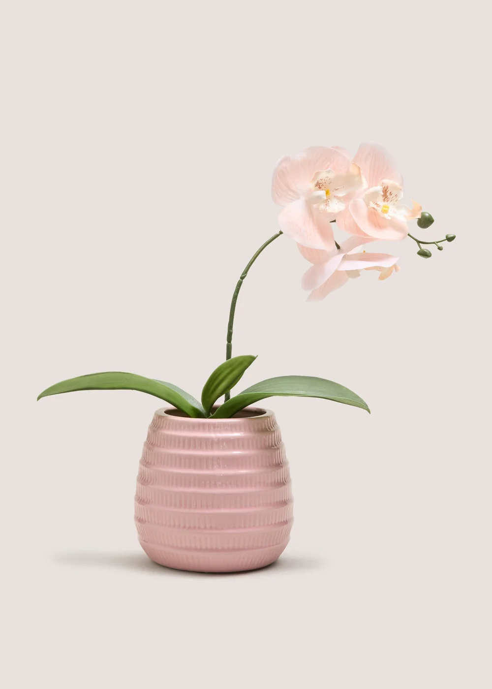 Pink Orchid In Pink Pot Image 1