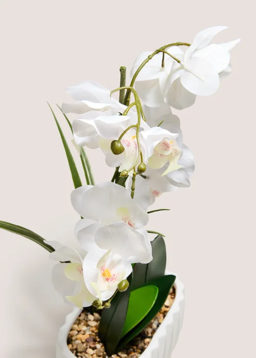 White Planted Orchid Image 2