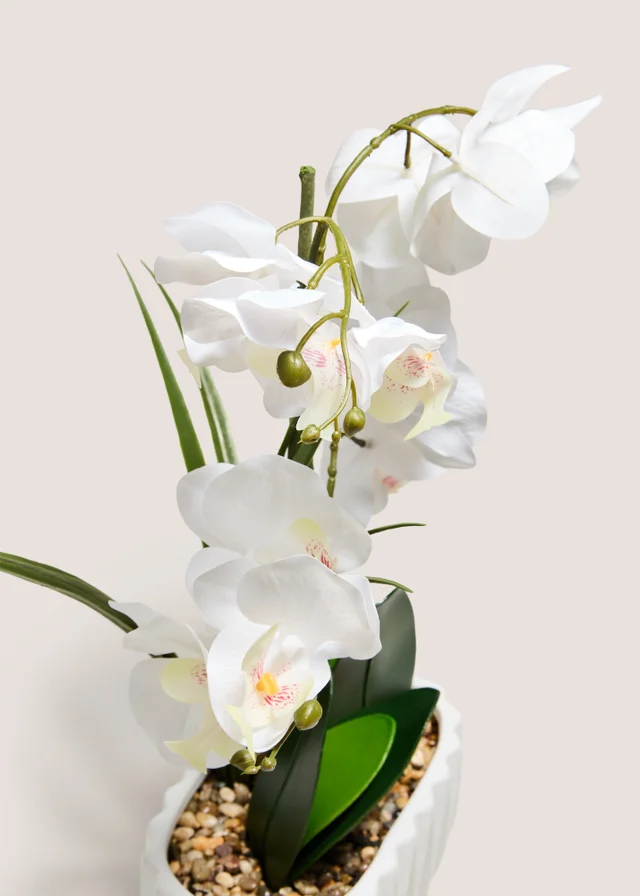 White Planted Orchid