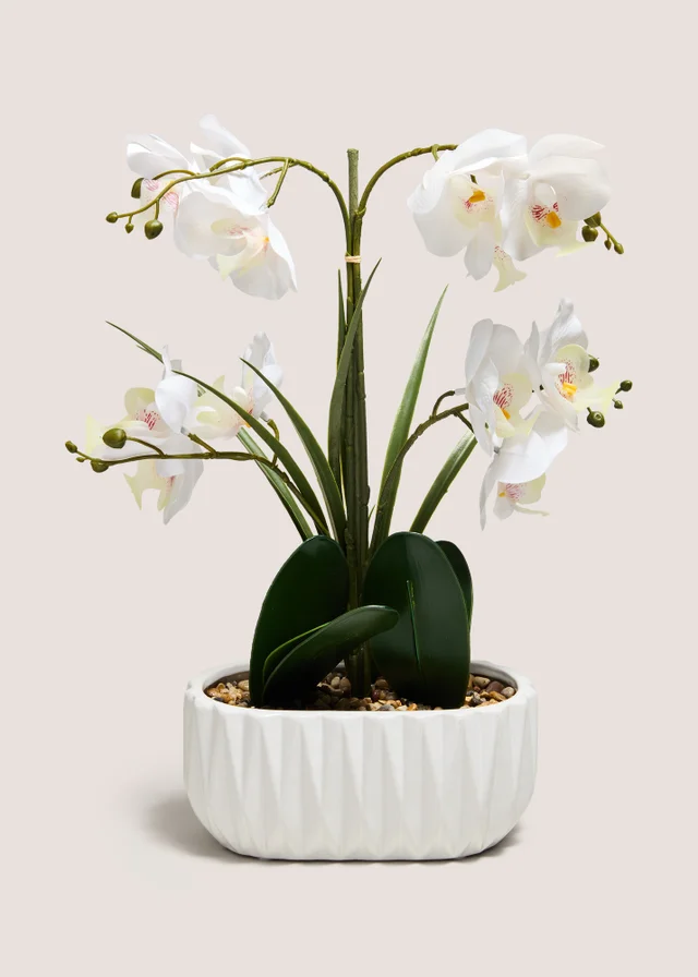 White Planted Orchid
