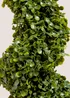 Spiral Topiary Image 2