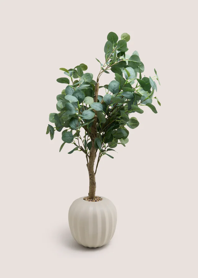 Large Eucalyptus In Cream Ribbed Pot
