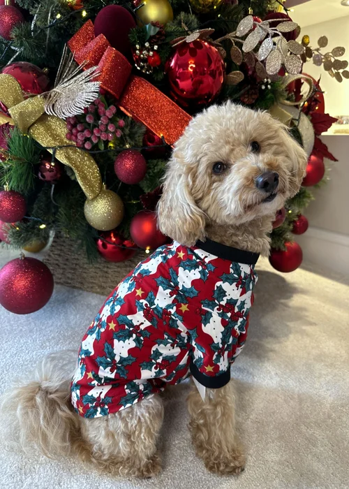 My Christmas Pyjamas Red Mistletoe & Wine Pet One-Piece Matching Pyjamas - Extra small Image 1
