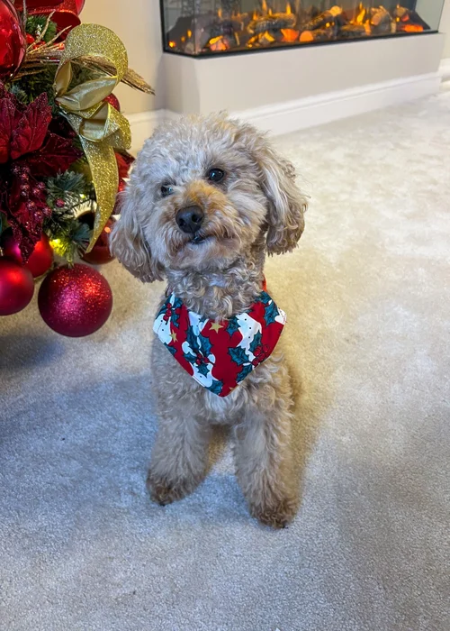 My Christmas Pyjamas Red Mistletoe & Wine Pet Matching Bandana - Medium Image 1