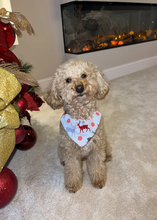 My Christmas Pyjamas White Christmas Kisses Pet Matching Bandana - Small Image 1