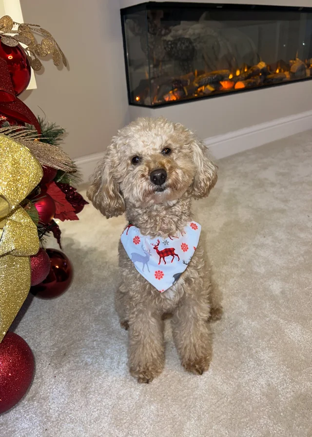 My Christmas Pyjamas White Christmas Kisses Pet Matching Bandana
