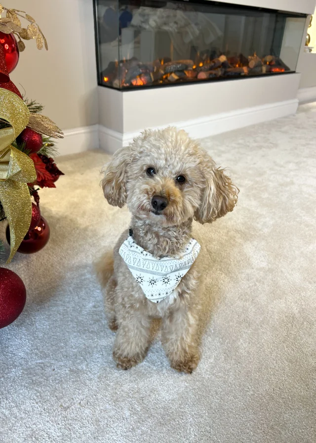 My Christmas Pyjamas Cream Snow White Pet Matching Bandana