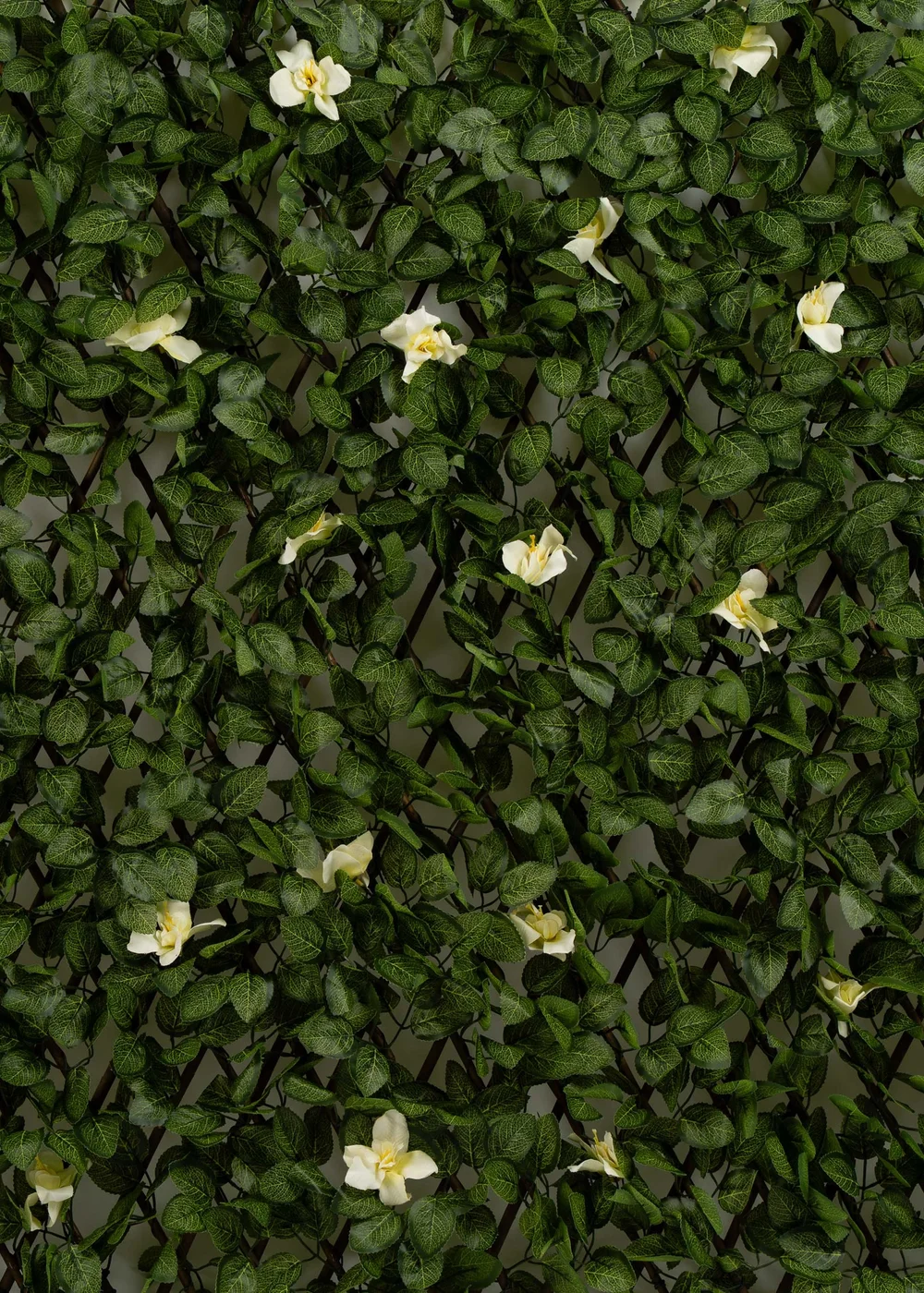 Scottish Everlastings Anti-UV White Clematis Expanding Trellis 180x90cm - One Size Image 2