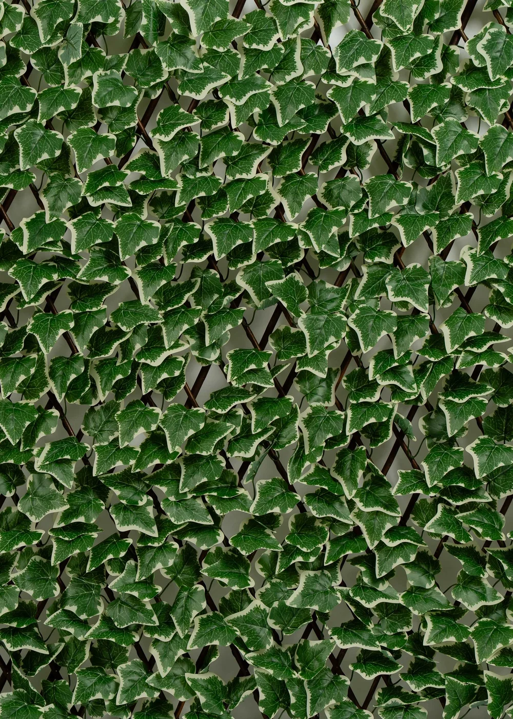 Scottish Everlastings Anti-UV Green Ivy Expanding Trellis (180x90cm) - One Size Image 2