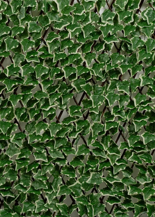 Scottish Everlastings Anti-UV Green Ivy Expanding Trellis (180x90cm) - One Size Image 2