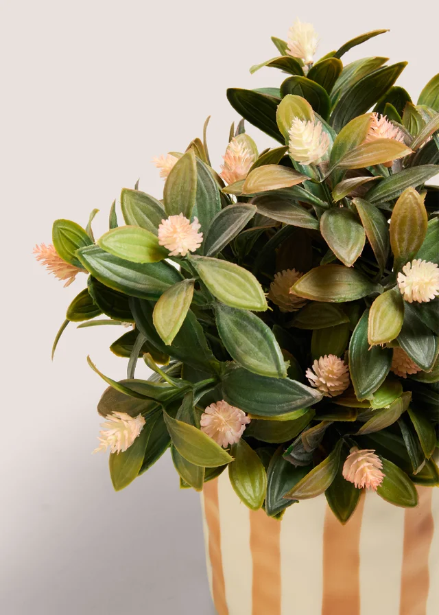 Orange Flowers In Striped Pot