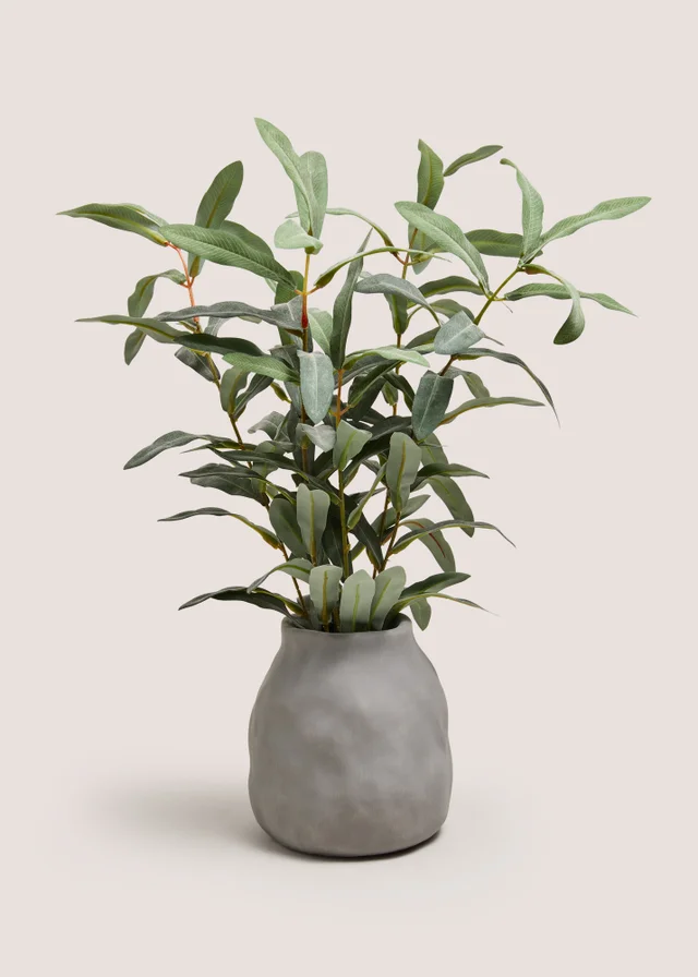 Green Plant in Grey Pot