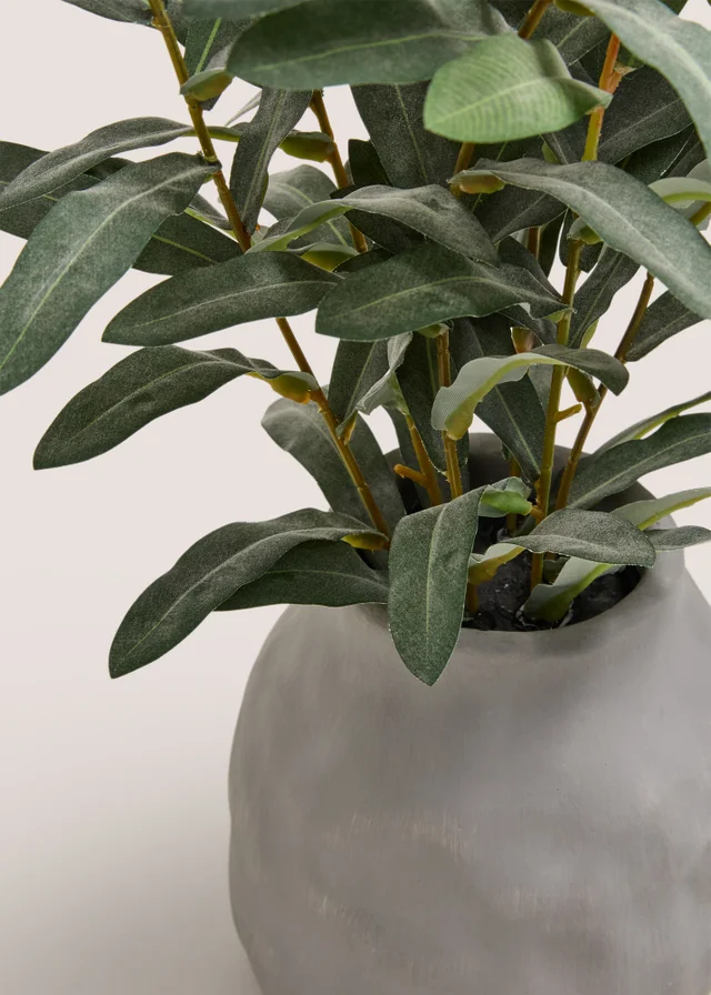 Green Plant in Grey Pot