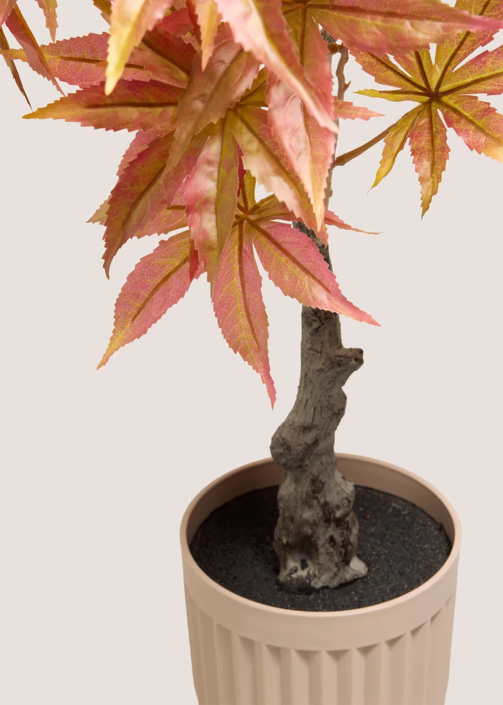 Orange Tree Image 2