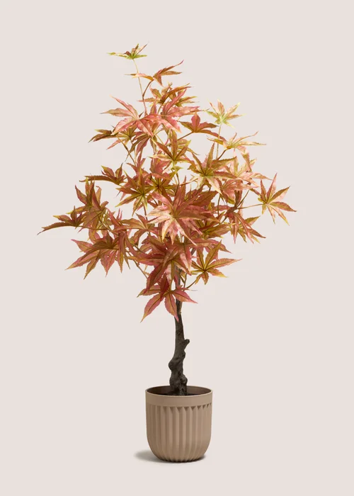 Orange Tree Image 1