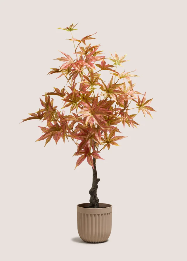 Orange Tree