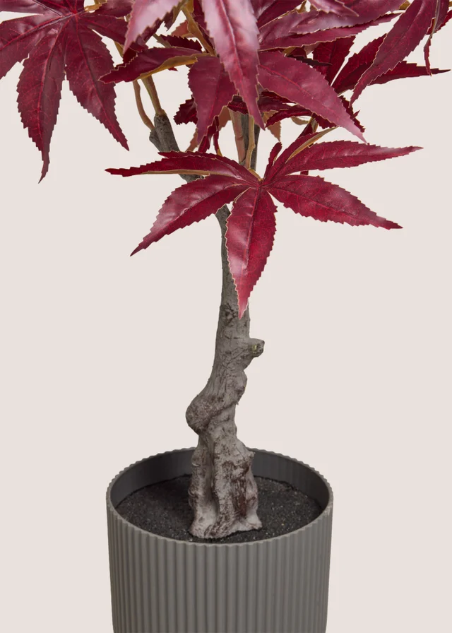 Burgundy Tree