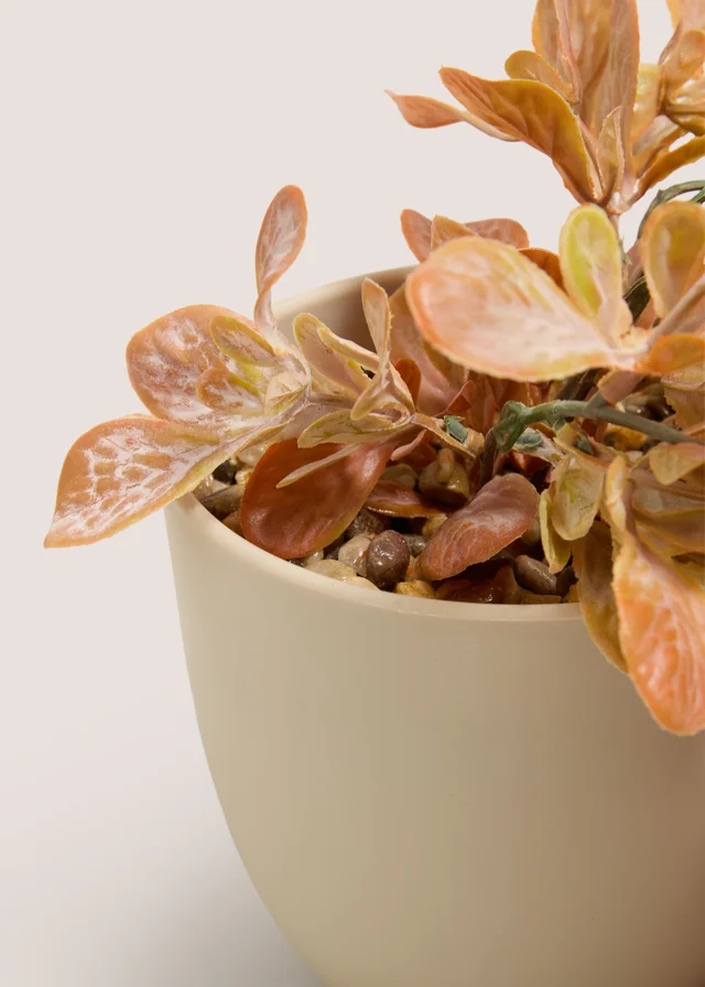 Orange Entry Trailing Plant