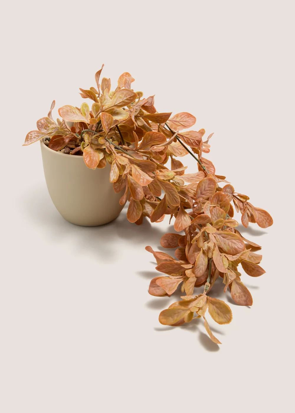 Orange Entry Trailing Plant Image 1