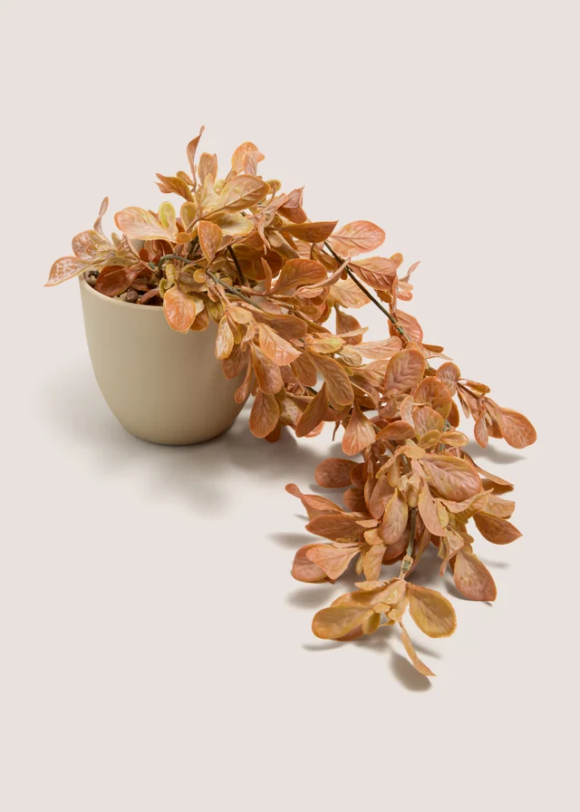 Orange Entry Trailing Plant