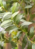 Scottish Everlastings Olive Tree In Rustic Pot UV 100cm - One Size Image 4