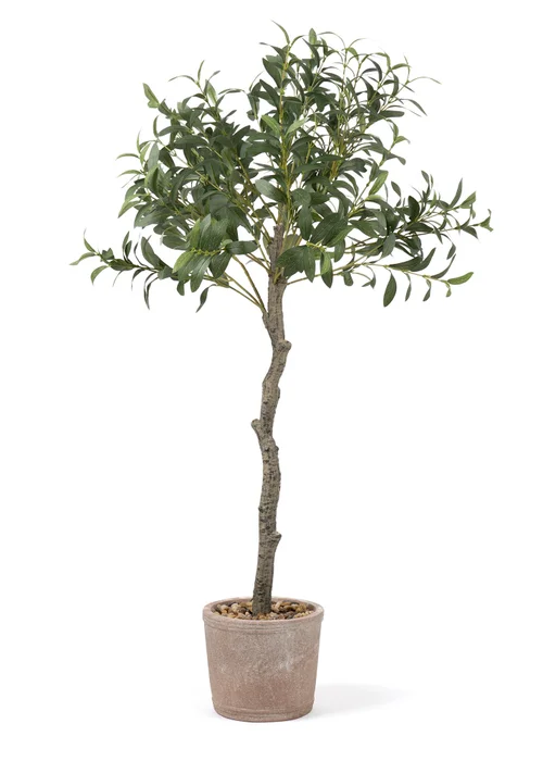 Scottish Everlastings Olive Tree In Rustic Pot UV 100cm - One Size Image 3