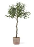 Scottish Everlastings Olive Tree In Rustic Pot UV 100cm - One Size Image 3
