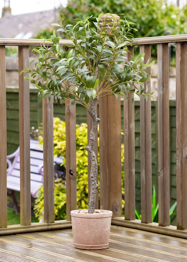 Scottish Everlastings Olive Tree In Rustic Pot UV 100cm