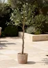 Scottish Everlastings Olive Tree In Rustic Pot UV 100cm - One Size Image 1