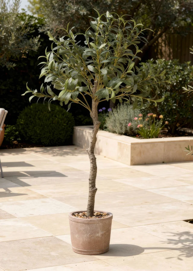 Scottish Everlastings Olive Tree In Rustic Pot UV 100cm