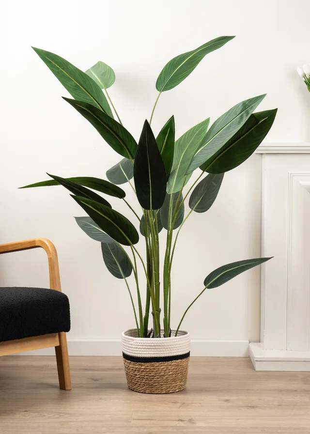 Scottish Everlastings Bird Of Paradise Tree 160Cm