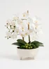 Scottish Everlastings White Orchid in Footed Cement Pot 50cm - One Size Image 2