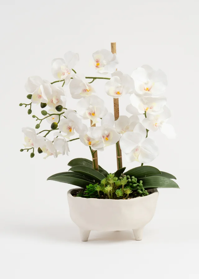 Scottish Everlastings White Orchid in Footed Cement Pot 50cm