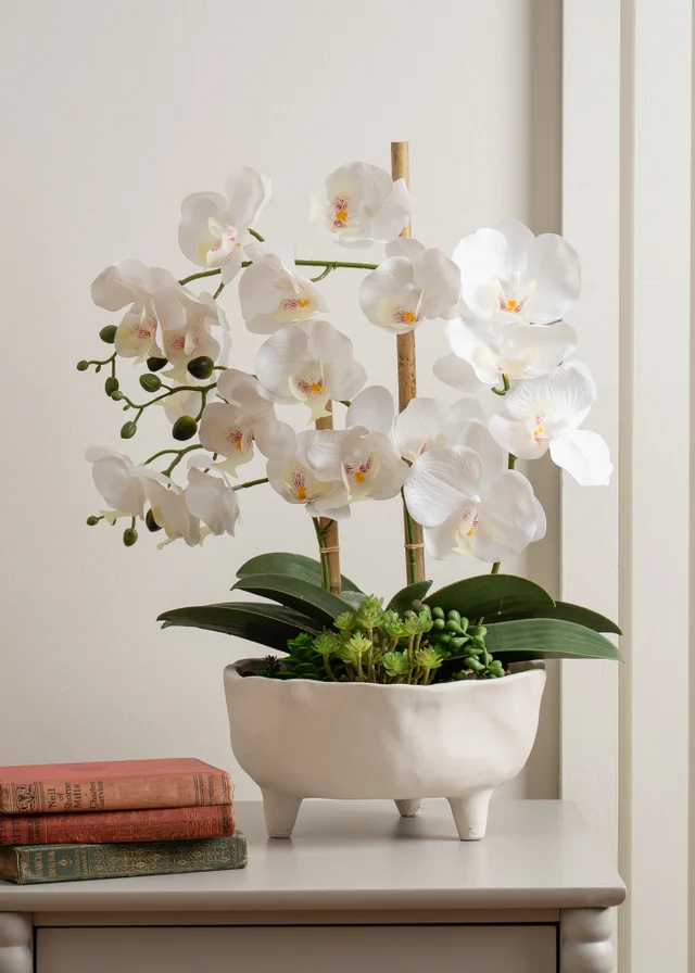 Scottish Everlastings White Orchid in Footed Cement Pot 50cm