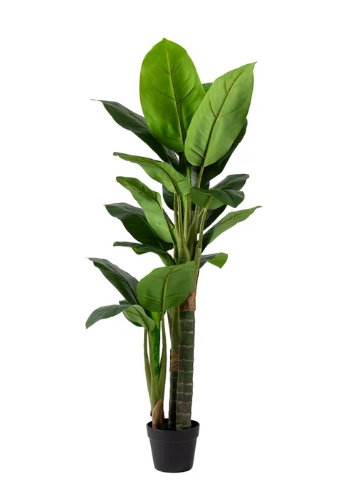 Scottish Everlastings Real Touch Dieffenbachia 120cm - One Size Image 2