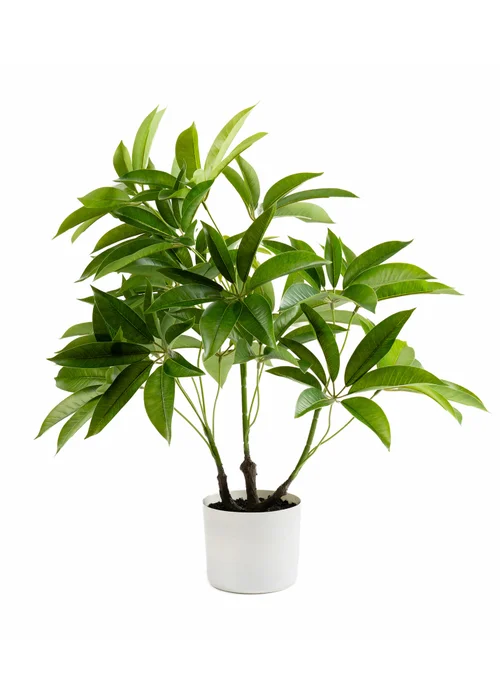 Scottish Everlastings Real Touch Schefflera / Umbrella Plant in White Pot 60cm - One Size Image 2